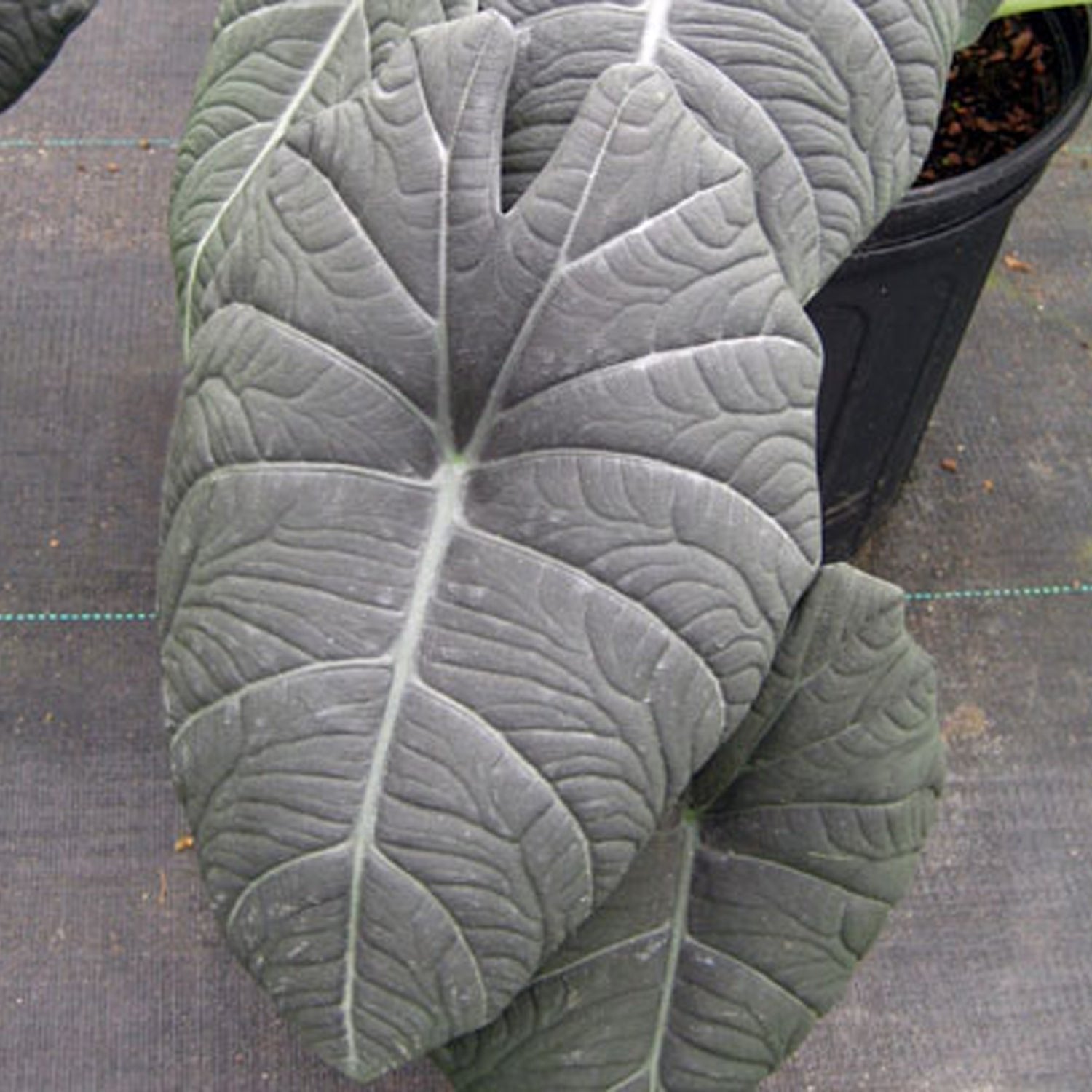 Two large, dark green leaves with striking light veins rise from a black pot. The Maharani Elephant Ear - Alocasia by Wellspring Gardens adds bold, velvety elegance to your space with its unique shield-like foliage on a gray surface.