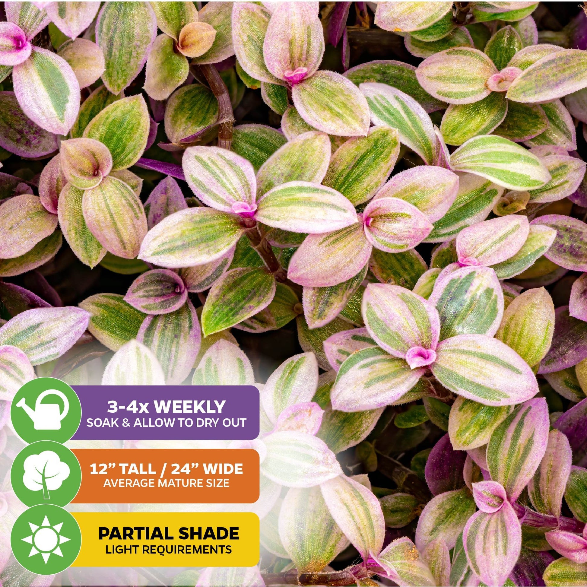 Pink Panther Plant - Tradescantia Callisia repens