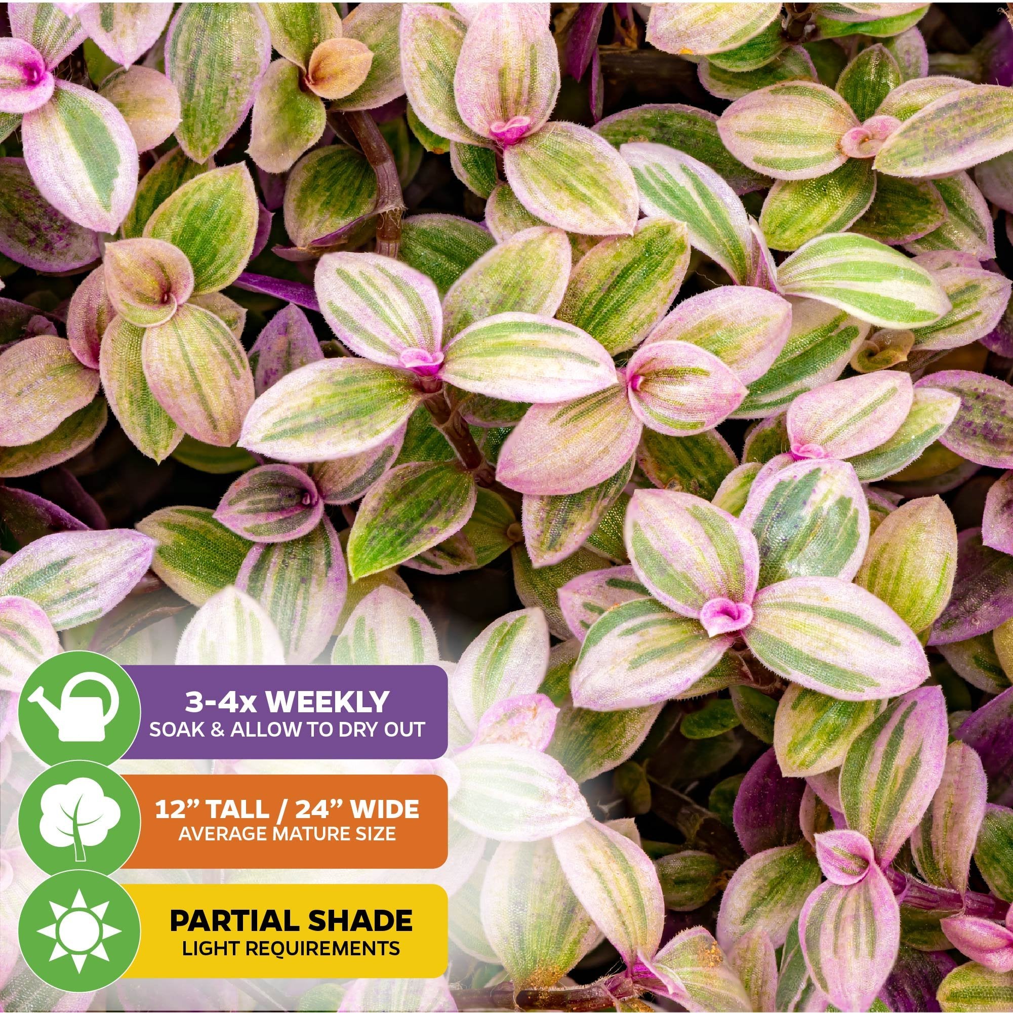 Pink Panther Plant - Tradescantia Callisia repens