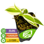 The Wellspring Gardens Super Variegated Vanilla Bean Orchid (Vanilla planifolia variegata) is a small potted plant with striking green and yellow leaves. Features include: 30-day guarantee, arrives 3–8" tall, flowers in 3–4 years.