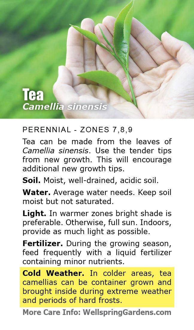 Tea Plant (Green Tea) - Camellia sinensis