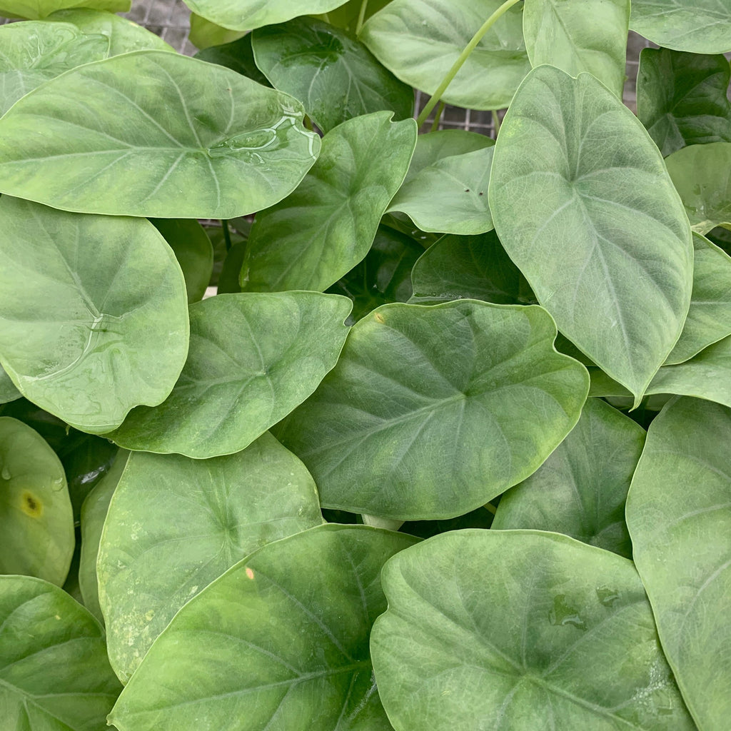Silver Giant Elephant Ear - Alocasia baginda