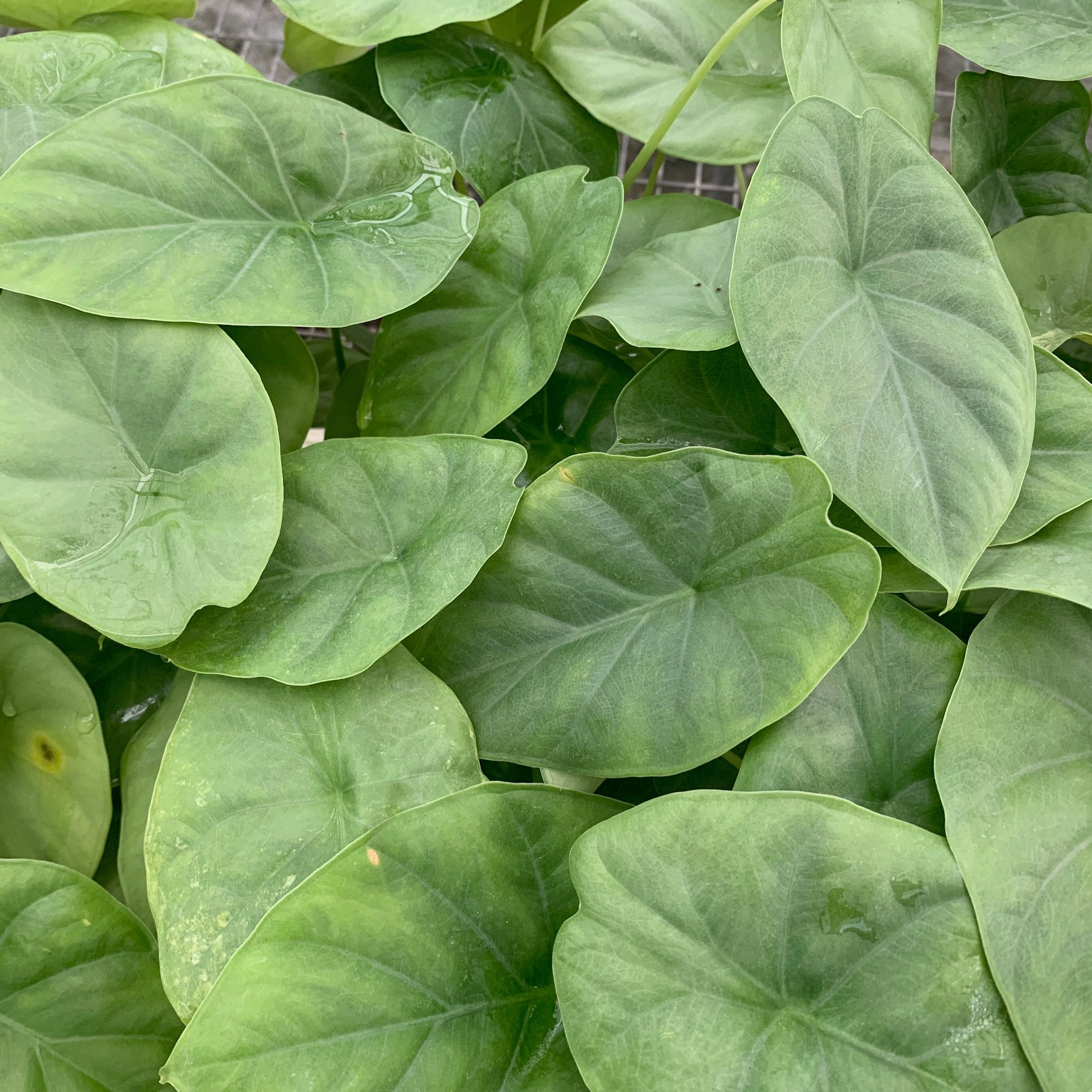 The Silver Giant Elephant Ear (Alocasia baginda) from Wellspring Gardens features large, heart-shaped green leaves with visible veins and water droplets, making it a striking indoor plant for tropical elegance.