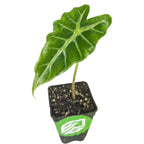 A small Mandalay Elephant Ear (Alocasia) from Wellspring Gardens sits in a black plastic pot with a green label, featuring one large dark green arrow-shaped leaf with bold white veins, set against a white background.