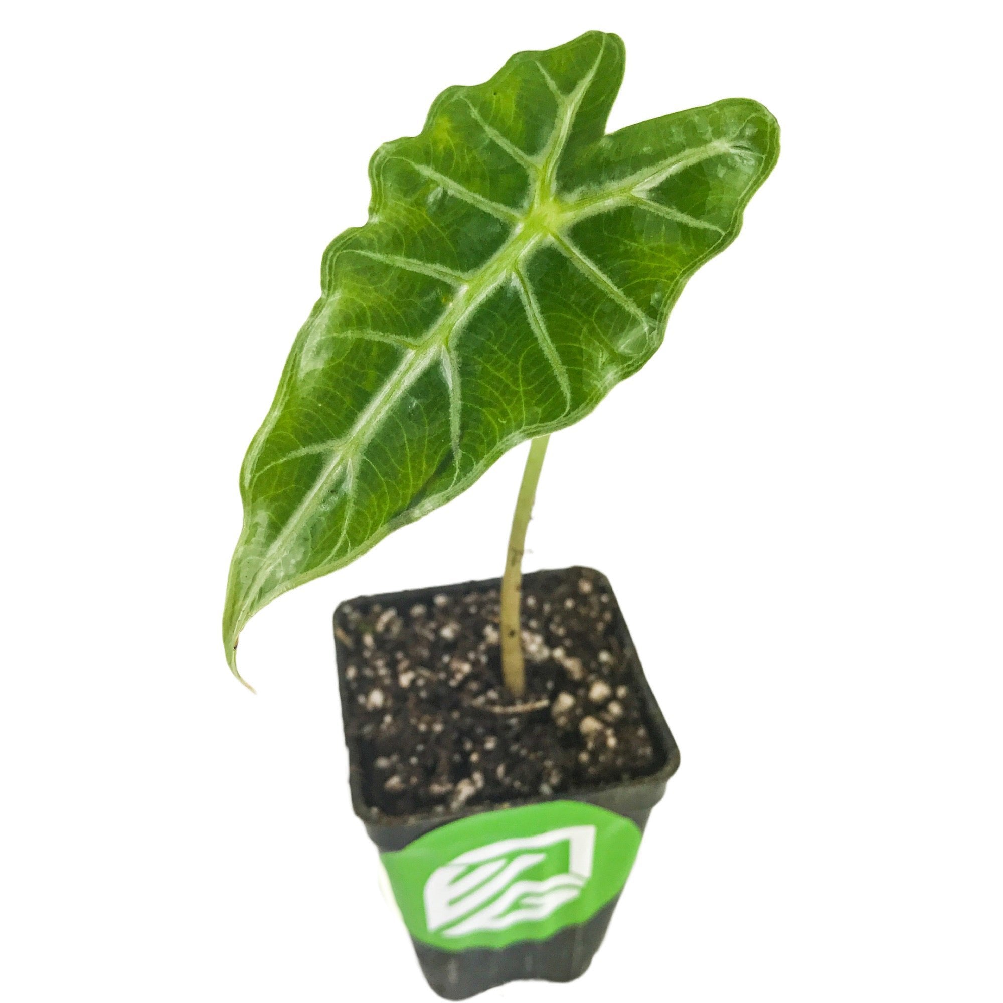 A small Mandalay Elephant Ear (Alocasia) from Wellspring Gardens sits in a black plastic pot with a green label, featuring one large dark green arrow-shaped leaf with bold white veins, set against a white background.
