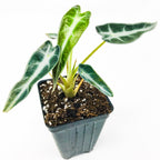 A small Wellspring Gardens Bambino Elephant Ear (Alocasia) houseplant with arrow-shaped green leaves and light green veins, growing in a black plastic pot filled with soil, set against a white background.