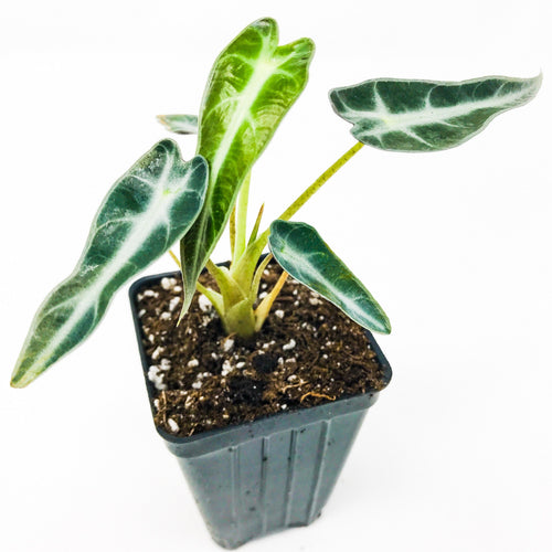 A small Wellspring Gardens Bambino Elephant Ear (Alocasia) houseplant with arrow-shaped green leaves and light green veins, growing in a black plastic pot filled with soil, set against a white background.
