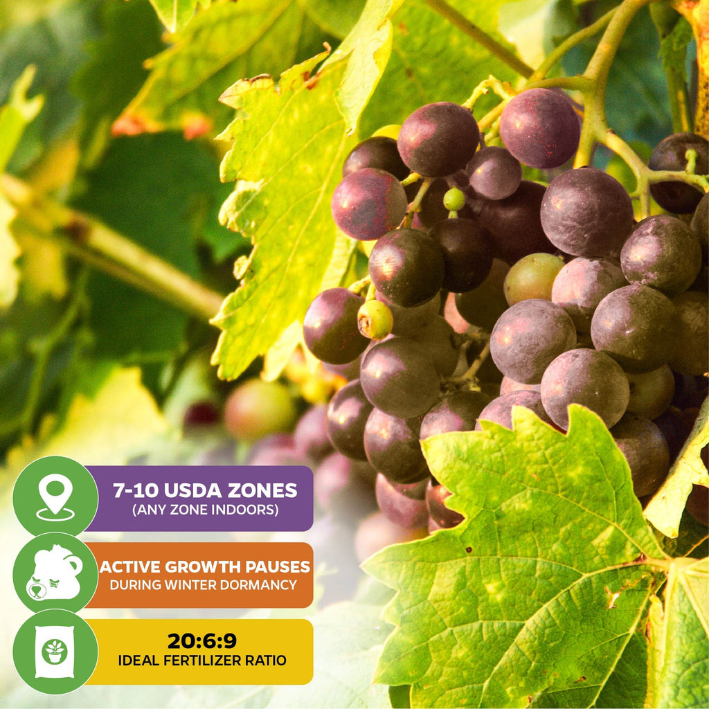 Carlos Muscadine Grape Vine - Vitis rotundifolia
