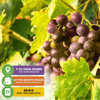 A cluster of ripe purple grapes hangs from a Carlos Muscadine Grape Vine (Vitis rotundifolia) by Wellspring Gardens, with icons for USDA zones 7–10, winter dormancy, and 20:6:9 fertilizer—ideal for juice or wine-making.