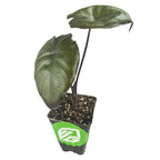 The Serendipity Elephant Ear - Alocasia by Wellspring Gardens is a small potted plant with two large, dark green glossy leaves on long stems in a black plastic container with soil and a green sticker featuring a white leaf logo.