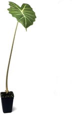A single Wellspring Gardens Williams Hybrid Elephant Ear (Alocasia) plant with a long stem and one large, green, heart-shaped leaf with prominent white veins is displayed against a plain white background.