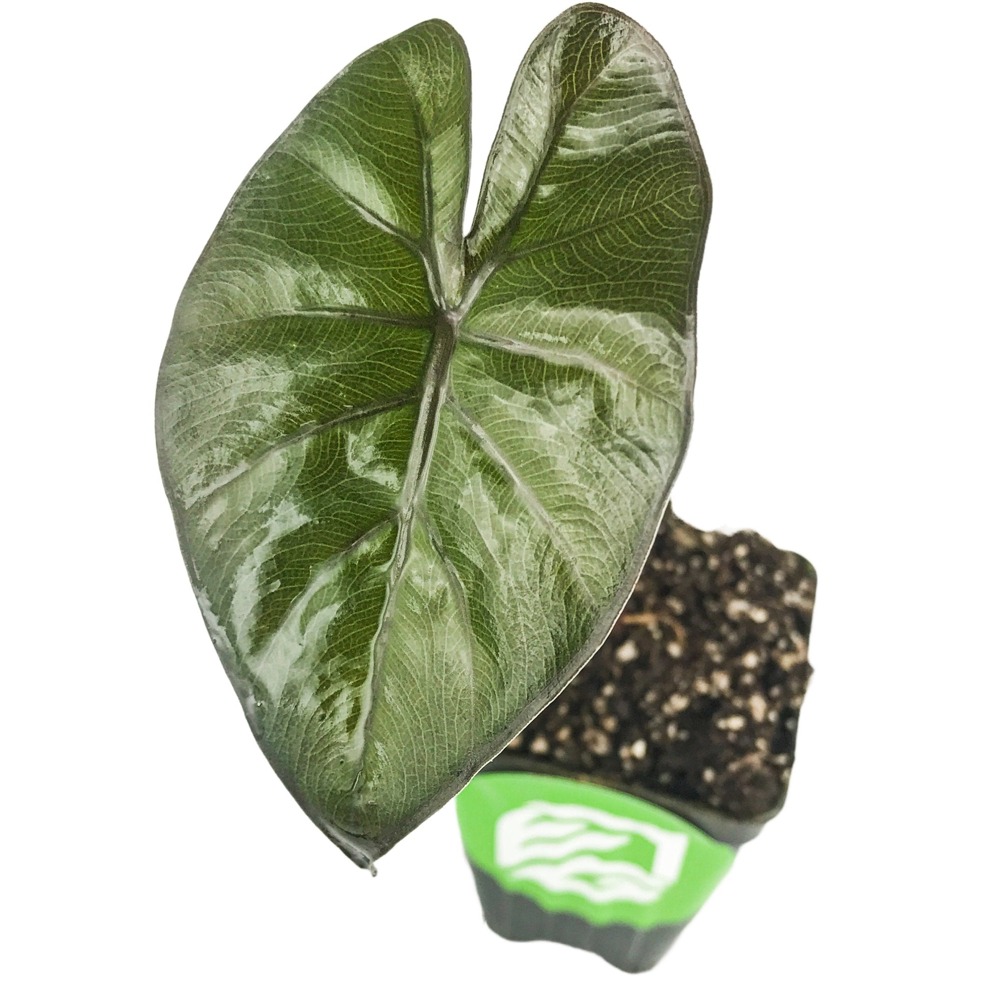 A close-up of a Yucatán Princess Elephant Ear (Alocasia sarawakensis) leaf from Wellspring Gardens, showing its dark green, heart-shaped form with prominent veins. The plant grows in a small soil-filled pot with a green label, set on a white background.