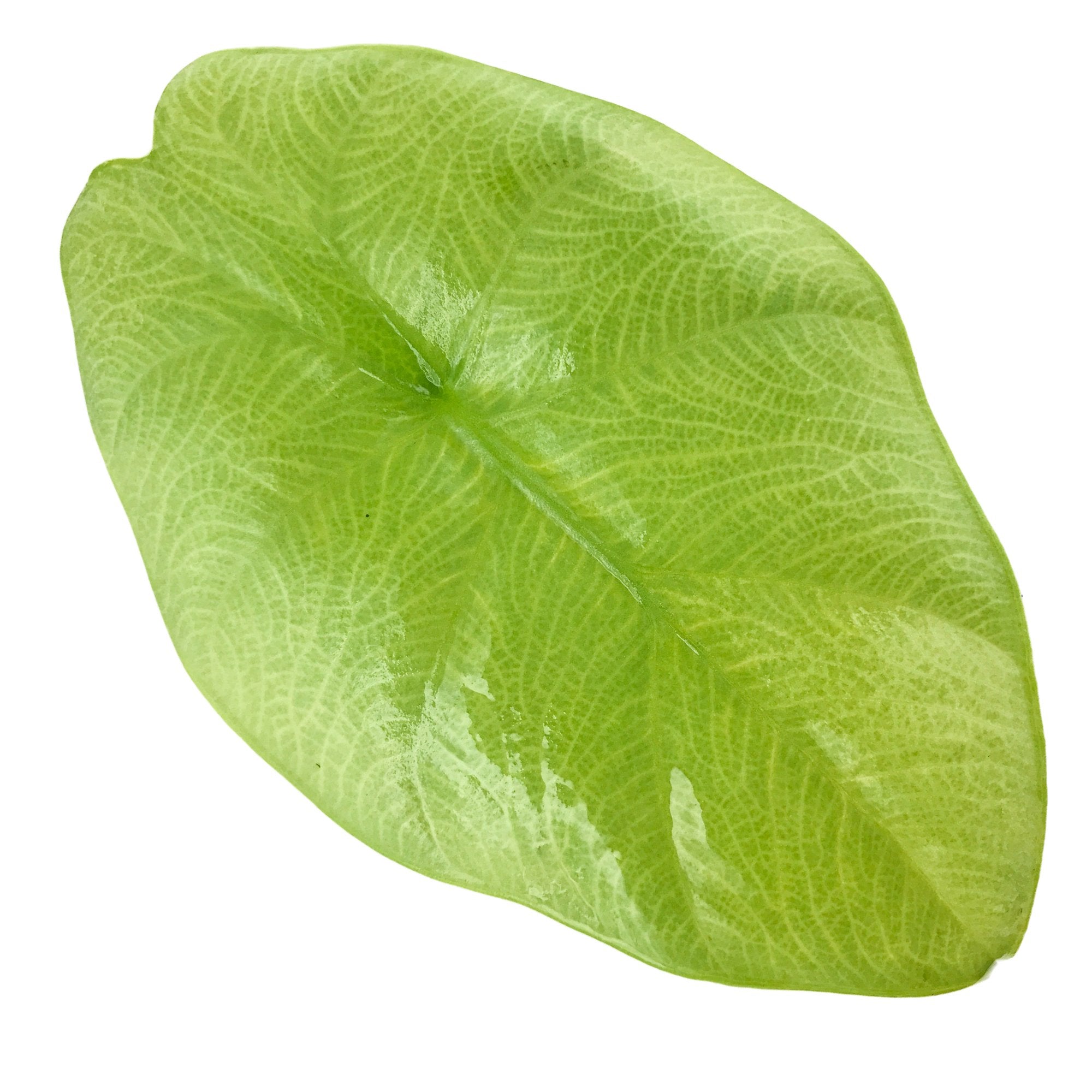 A single vibrant leaf of the Silver Giant Elephant Ear (Alocasia baginda) by Wellspring Gardens, showcasing silvery veins and a glossy green surface against a white background—an eye-catching indoor plant.