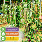 The Wellspring Gardens Variegated Vanilla Bean Orchid (Vanilla planifolia variegata) climbs posts amid lush, variegated leaves. USDA zones 10–11; growth pauses in winter dormancy. Use fertilizer with a 3-1-6 ratio.