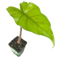 A single green Sumo Elephant Ear - Alocasia leaf from Wellspring Gardens, with visible veins, grows from a short stem in a small black pot of soil, isolated on a white background.