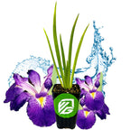 A Louisiana Purple Iris from Wellspring Gardens, with long green leaves and purple blooms, sits in a pot featuring a green logo with stylized white letters, evoking a bog garden scene with splashes of water.