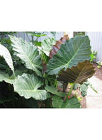 The Wellspring Gardens Mayan Mask Elephant Ear (Alocasia) features large, upright, broad green leaves with wavy edges and hints of brown or red, thriving in a tropical outdoor garden near a light wall and paved area.