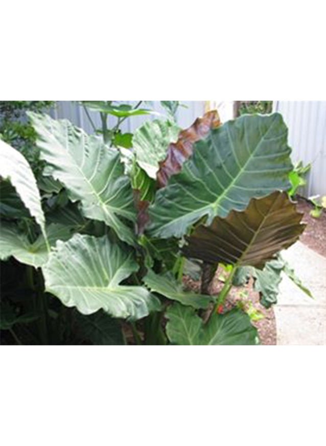 The Wellspring Gardens Mayan Mask Elephant Ear (Alocasia) features large, upright, broad green leaves with wavy edges and hints of brown or red, thriving in a tropical outdoor garden near a light wall and paved area.