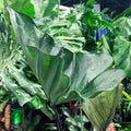 Close-up of the Bikini Tini Elephant Ear (Colocasia esculenta) by Wellspring Gardens: large, shiny, deep green leaves with prominent veins, surrounded by lush foliage in bright indirect indoor light.