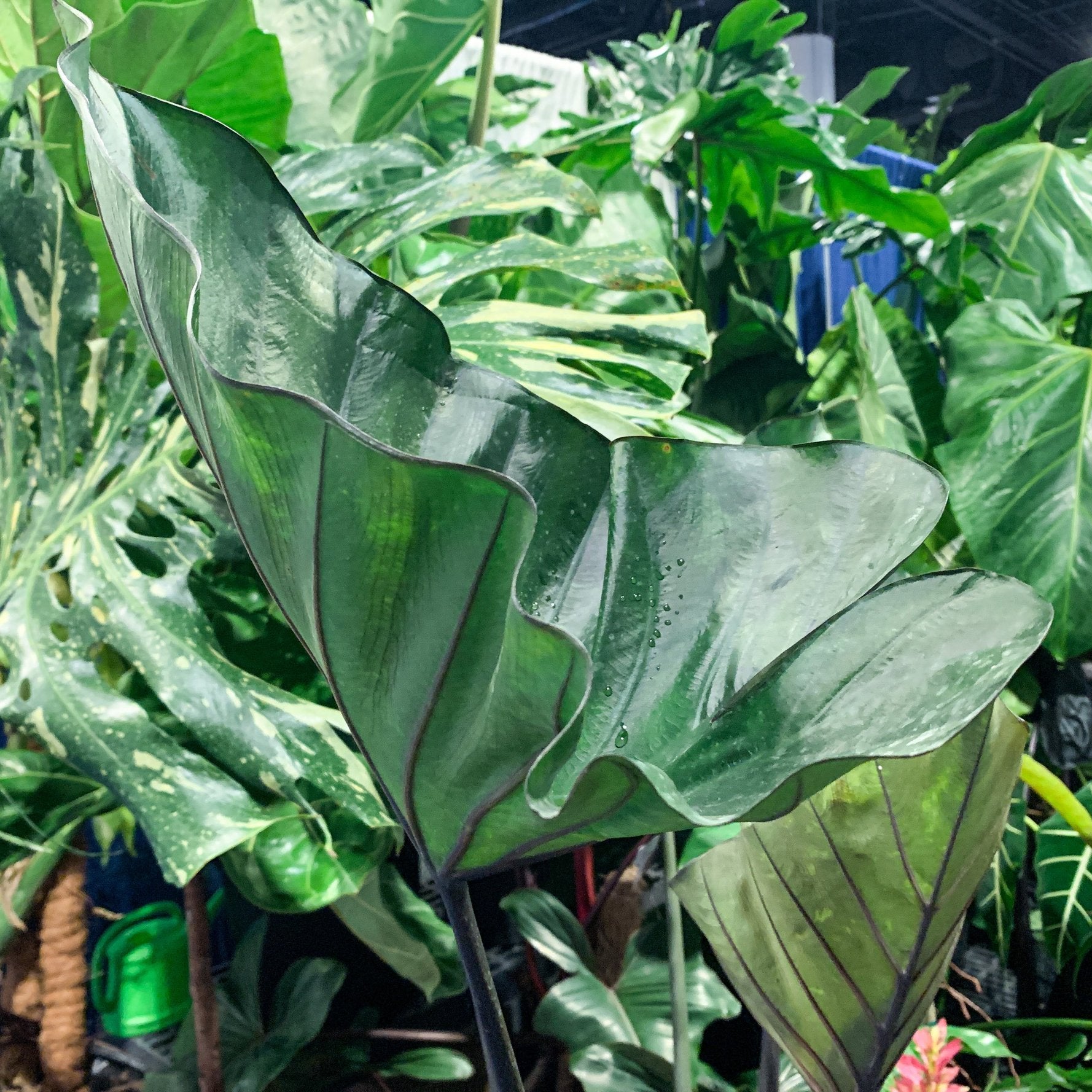 Close-up of the Bikini Tini Elephant Ear (Colocasia esculenta) by Wellspring Gardens: large, shiny, deep green leaves with prominent veins, surrounded by lush foliage in bright indirect indoor light.