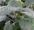 The Yucatan Queen Elephant Ear (Alocasia sarawakensis) from Wellspring Gardens features large, broad green leaves with prominent veins on thick stems. Lush, overlapping foliage includes subtle ripples typical of this variety.