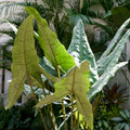 The Tiger / Zebra Elephant Ear (Alocasia zebrina) from Wellspring Gardens features large, wavy green leaves that stand out among lush foliage—an eye-catching houseplant for bright indoor or greenhouse spaces.