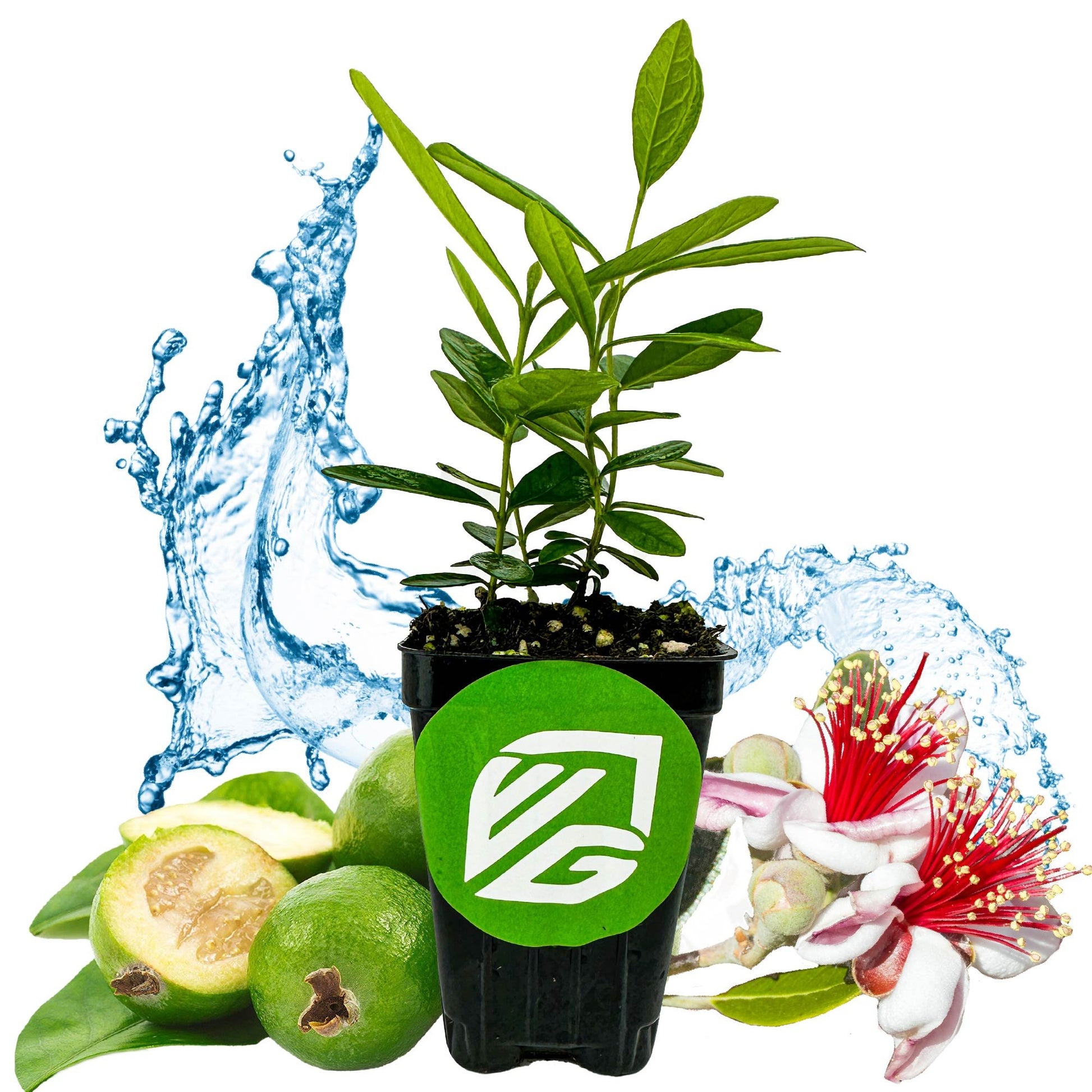Pineapple Guava (Feijoa) - Acca sellowiana