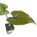 A Wellspring Gardens Metalhead Elephant Ear - Alocasia features large, glossy, heart-shaped dark green leaves in a small black pot with soil, shown isolated on a white background.