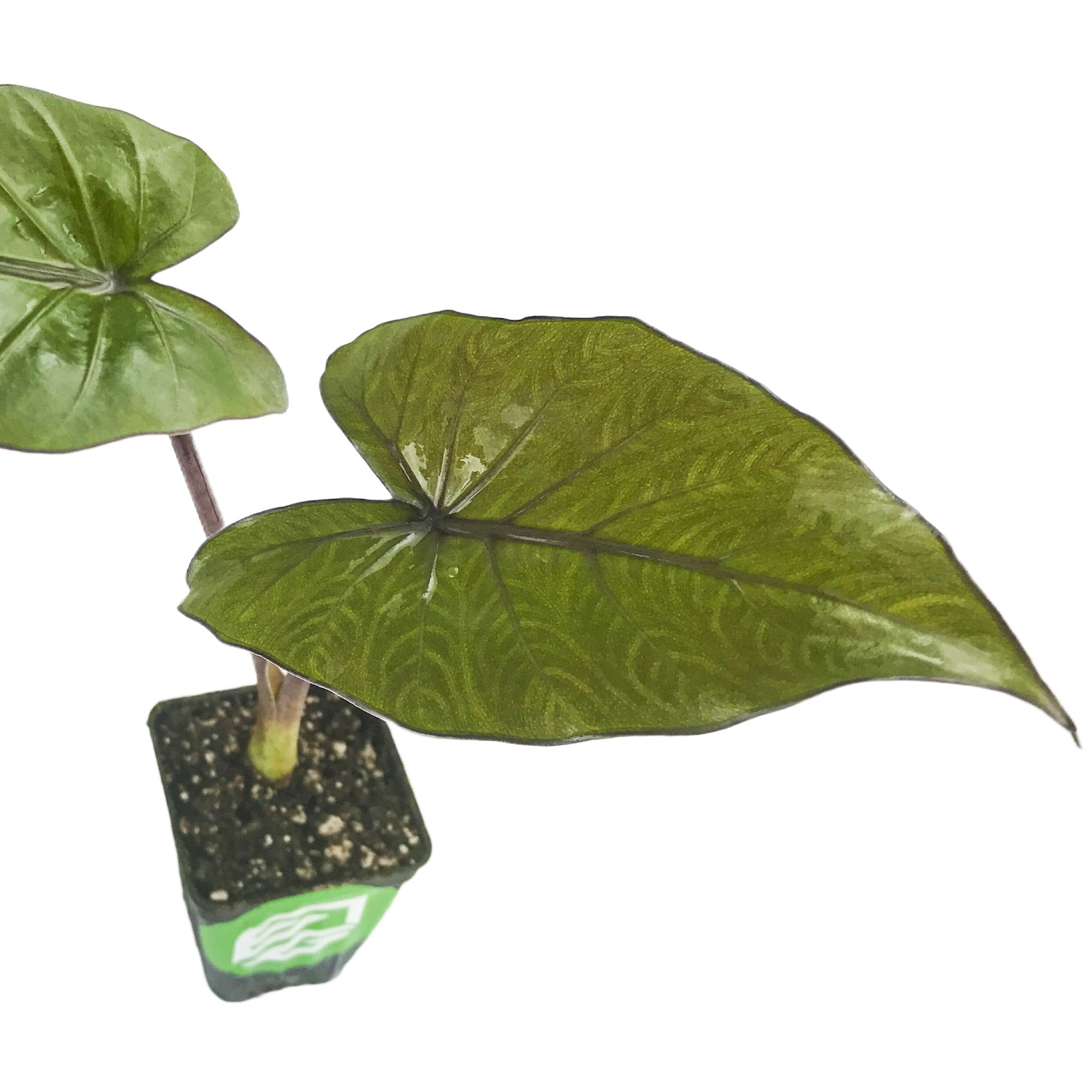 A Wellspring Gardens Metalhead Elephant Ear - Alocasia features large, glossy, heart-shaped dark green leaves in a small black pot with soil, shown isolated on a white background.