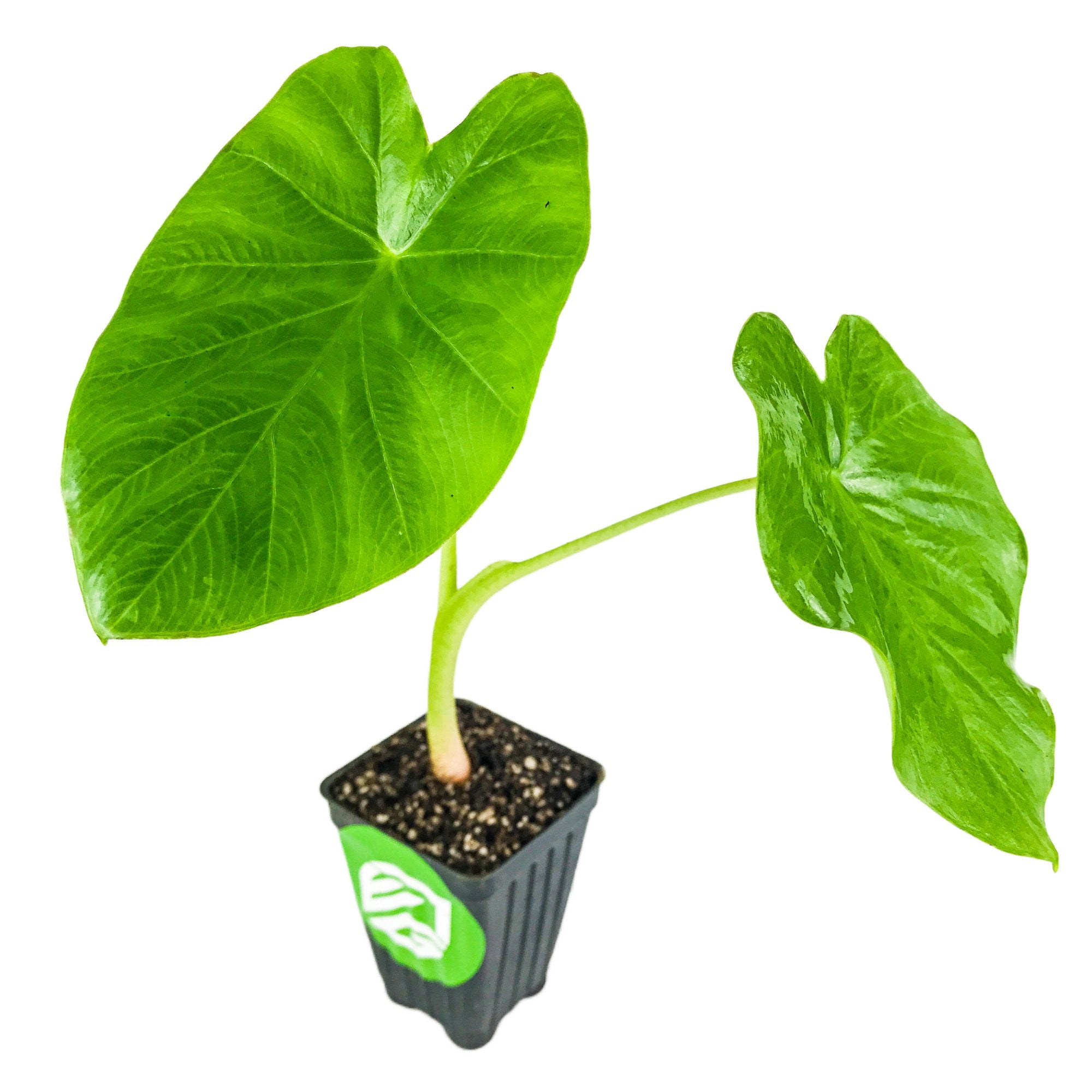 The Wellspring Gardens Jack's Giant Elephant Ear (Colocasia esculenta) is a shade-tolerant potted plant with two large, vibrant green leaves featuring prominent veins in a small black container of soil against a white background.