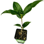The Wellspring Gardens Tea Olive Tree (Osmanthus fragrans) is a fragrant shrub with lush green leaves on a single stem, potted in a square black container with soil and shown isolated on a white background.