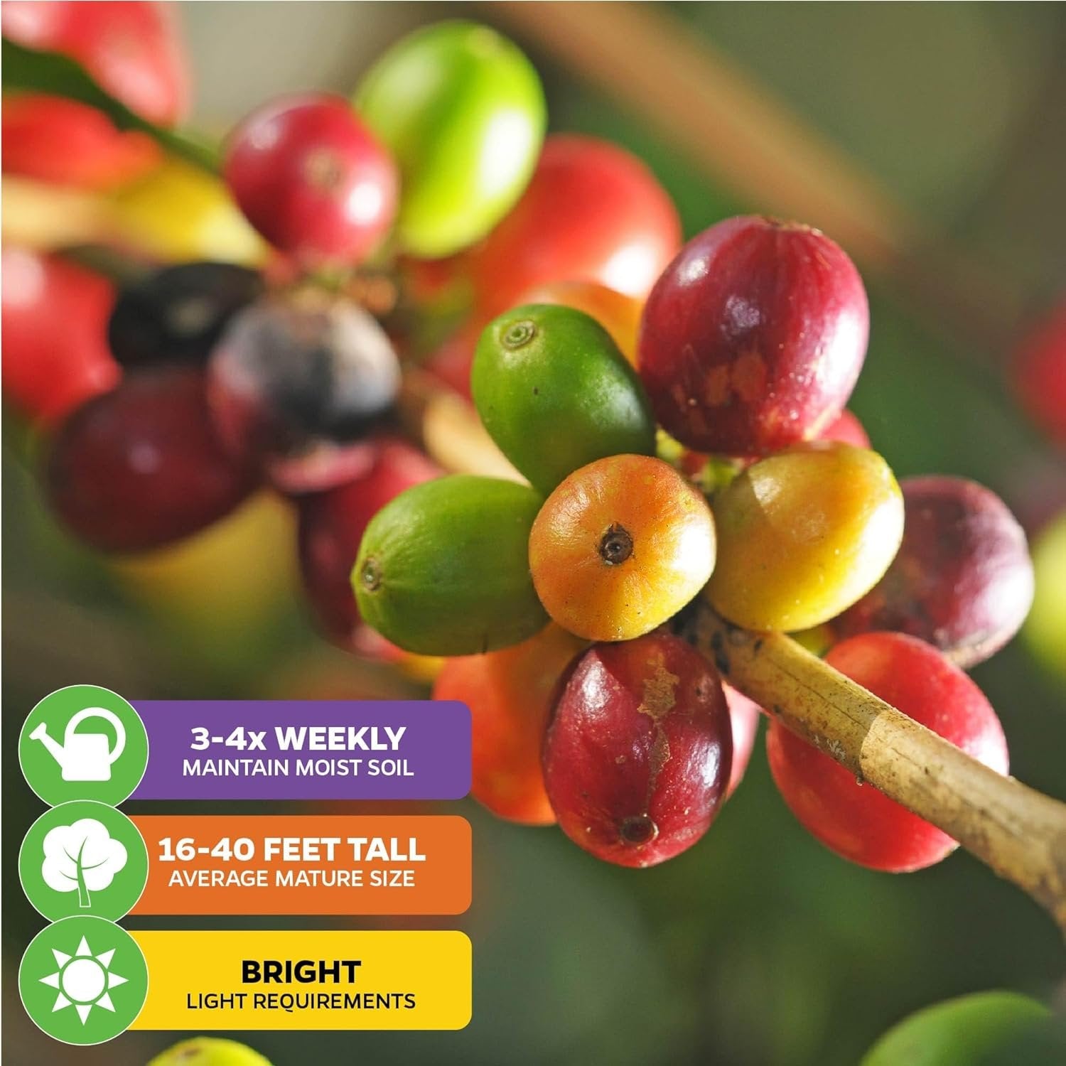 Close-up of vibrant coffee cherries on a Live Coffee Plant by Wellspring Gardens. Text: water 3-4x/week, thrives in bright light, grows 16-40 ft—great patio plant. Includes 'I Grow My Own Coffee' 18-OZ Travel Tumbler Gift Set.