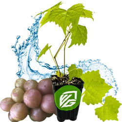 A Wellspring Gardens Carlos Muscadine Grape Vine (Vitis rotundifolia) in a black pot with a green leaf logo is set before pinkish grapes and water splashes, ideal for juice and wine-making, all on a crisp white background.