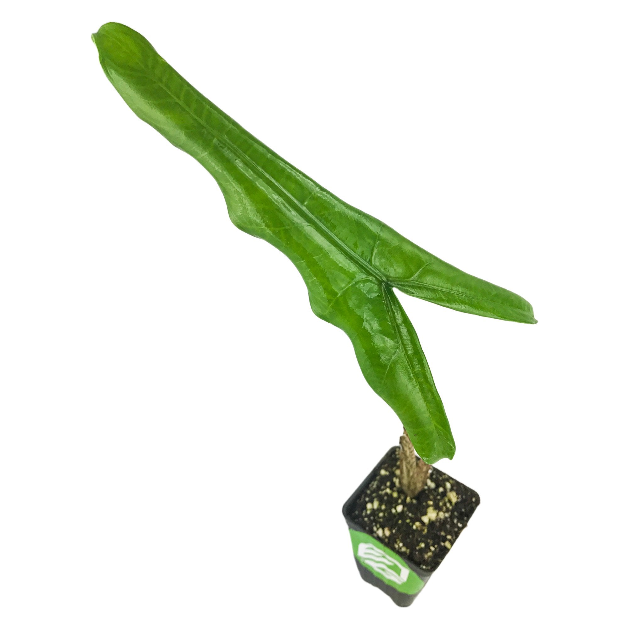 A Wellspring Gardens Tigrina Elephant Ear (Alocasia tigrina) is shown in a small pot, featuring one long, narrow, glossy green leaf with deep splits, set against a white background.