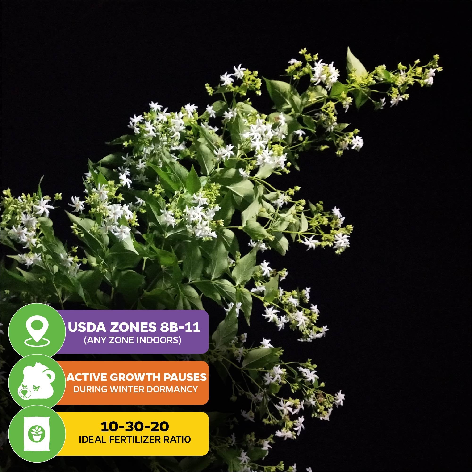 A leafy branch of Wellspring Gardens’ Night Blooming Jasmine (Cestrum nocturnum) displays clusters of small white flowers. Icons show USDA zones 8b–11, winter dormancy, and a 10-30-20 fertilizer ratio.
