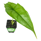 A single green, arrow-shaped leaf of the Dragon's Breath Elephant Ear (Alocasia heterophylla) by Wellspring Gardens grows from a small potted plant in a black container filled with soil, viewed from above on a white background.