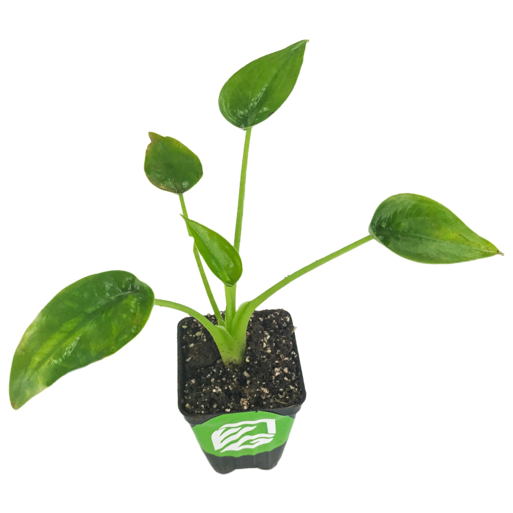 The Wellspring Gardens Tiny Dancer Elephant Ear (Alocasia 'Tiny Dancers') features sturdy stems and lush green leaves growing from a small black container, thriving in sun to part sun, isolated on a white background.
