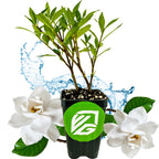 A small potted Dwarf Gardenia Radicans (Gardenia jasminoides 'Radicans') by Wellspring Gardens, with green leaves, sits between two fragrant gardenia flowers. A splash of water and a pot with a green logo are in the background.