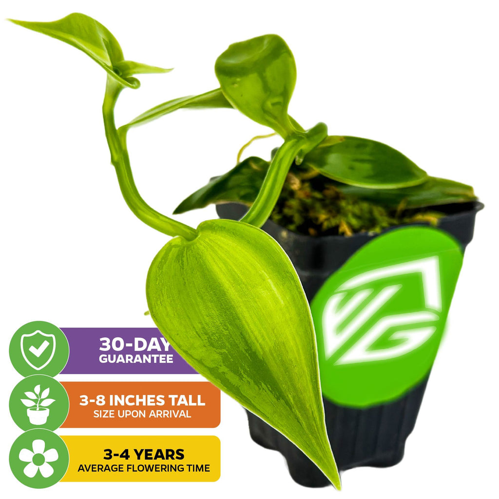 Variegated Vanilla Bean Orchid - Vanilla planifolia variegata
