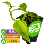 A potted Variegated Vanilla Bean Orchid (Vanilla planifolia variegata) by Wellspring Gardens. Three icons show a 30-day guarantee, 3–8 inches tall on arrival, and flowers in 3–4 years. Pot features a green VG logo.