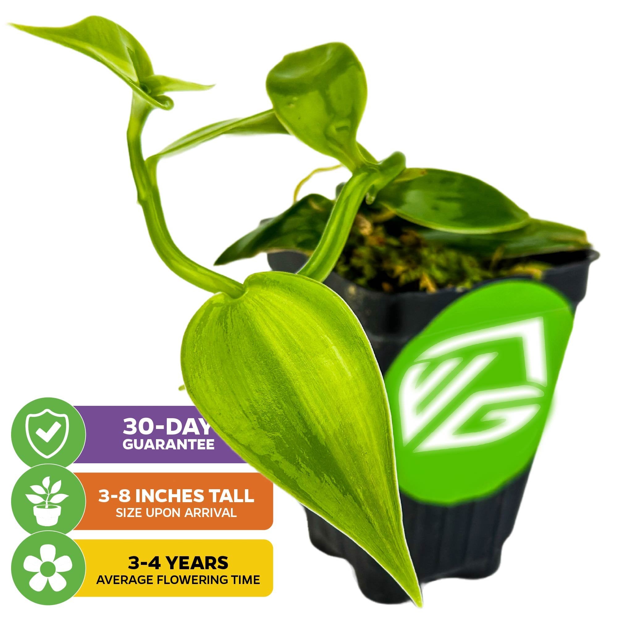 A potted Variegated Vanilla Bean Orchid (Vanilla planifolia variegata) by Wellspring Gardens. Three icons show a 30-day guarantee, 3–8 inches tall on arrival, and flowers in 3–4 years. Pot features a green VG logo.