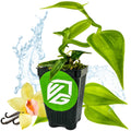 The Variegated Vanilla Bean Orchid (Vanilla planifolia variegata) from Wellspring Gardens features green leaves, a yellow vanilla flower, and vanilla beans in a black pot with the VG logo and a water splash background.