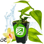 The Variegated Vanilla Bean Orchid (Vanilla planifolia variegata) from Wellspring Gardens features green leaves, a yellow vanilla flower, and vanilla beans in a black pot with the VG logo and a water splash background.