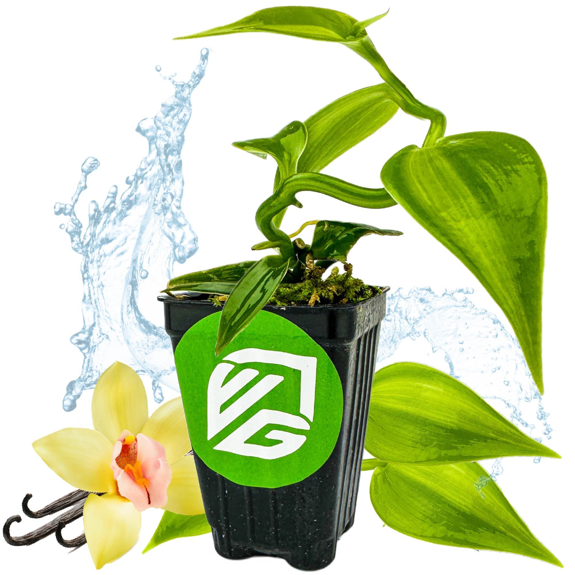The Variegated Vanilla Bean Orchid (Vanilla planifolia variegata) from Wellspring Gardens features green leaves, a yellow vanilla flower, and vanilla beans in a black pot with the VG logo and a water splash background.