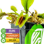 The Wellspring Gardens Mammoth Venus Fly Trap (Dionaea muscipula) comes in a small black pot, arrives 1-3 inches tall with a caught fly, blooms May-June, is suited for indoors, and includes a 30-day guarantee.