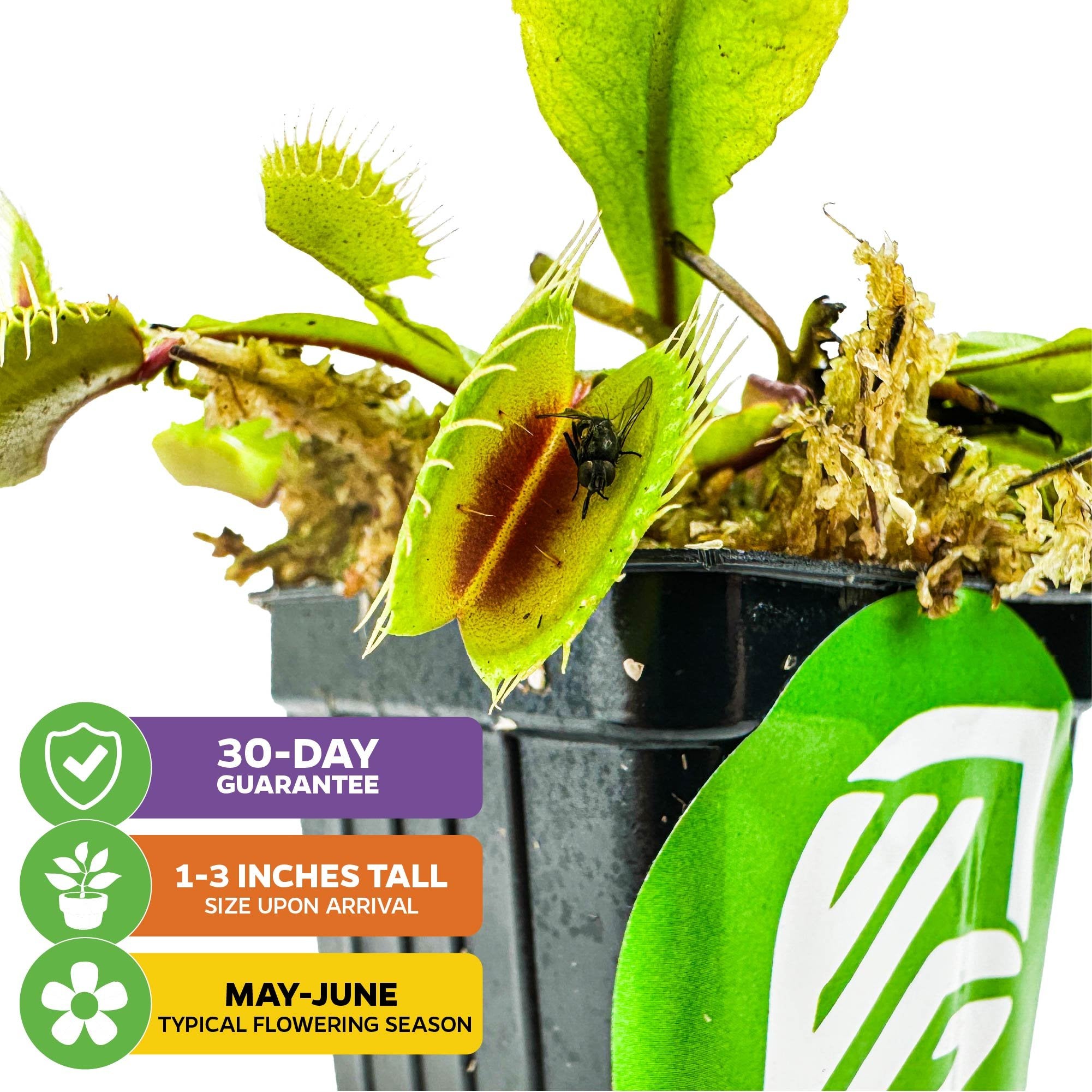 The Wellspring Gardens Mammoth Venus Fly Trap (Dionaea muscipula) comes in a small black pot, arrives 1-3 inches tall with a caught fly, blooms May-June, is suited for indoors, and includes a 30-day guarantee.