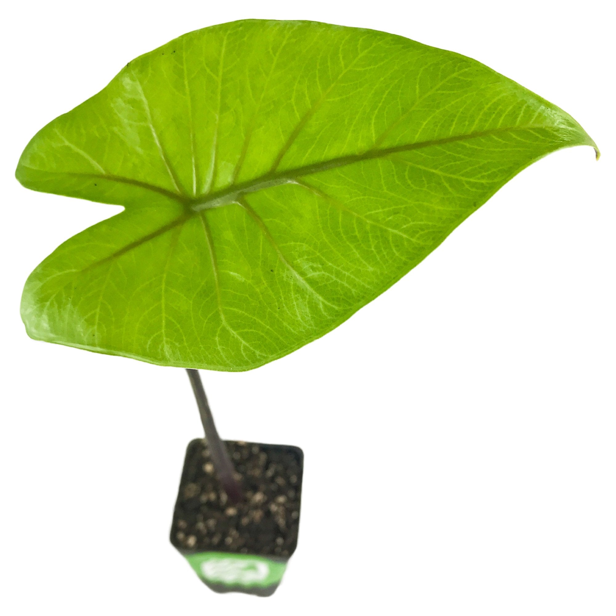 A single vibrant green, heart-shaped leaf of the Wellspring Gardens Dark Star Elephant Ear (Alocasia) grows from a small black pot with soil, isolated on a white background—a stylish, cold-hardy plant for any space.
