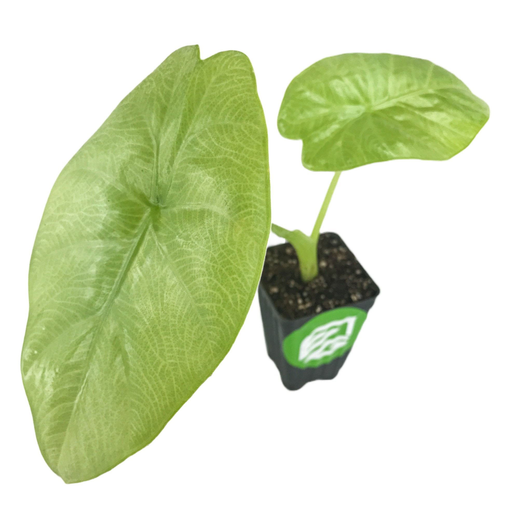 The Silver Giant Elephant Ear (Alocasia baginda) by Wellspring Gardens features two large, light green, heart-shaped leaves and a small stem, making it a stunning indoor plant against a white background.