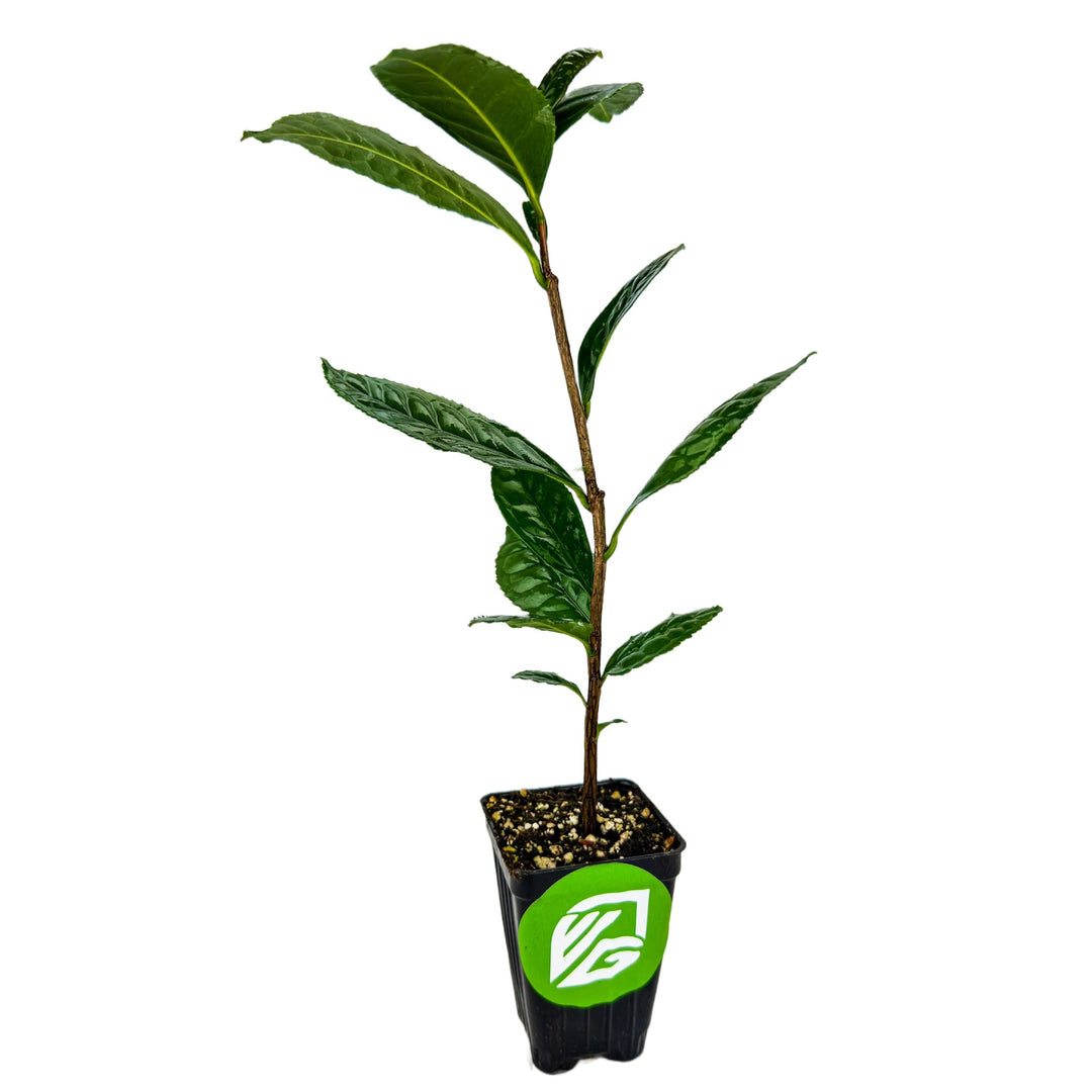 Tea Plant (Green Tea) - Camellia sinensis