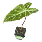 The Wellspring Gardens Ebony TM Elephant Ear - Alocasia features striking white-veined green foliage and grows in a small black pot with soil, making it an ideal indoor plant—shown isolated on a white background.